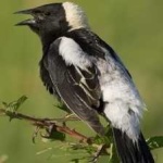 image of bird
