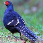 image of bird