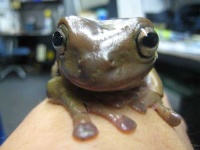image of tree_frog