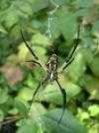 image of garden_spider
