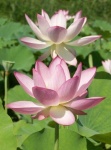 image of lotus #30