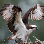 image of bird