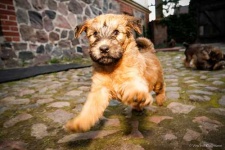 image of irish_terrier