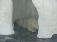 image of ice_bear