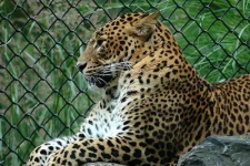 image of jaguar_car