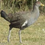 image of bird