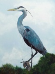 image of heron