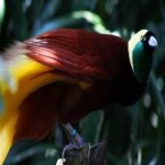 image of bird