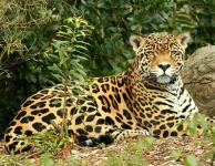 image of jaguar_car