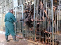 image of chimpanzee