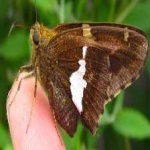 image of banded_butterfly #118