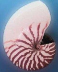 image of nautilus