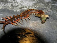 image of centipede