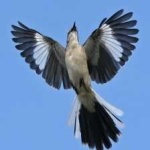 image of bird