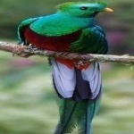 image of bird