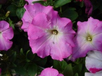 image of petunia #11