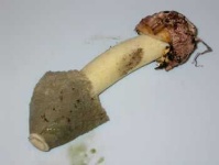 image of stinkhorn