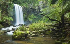 image of rainforest