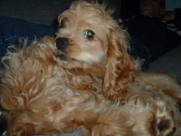 image of cocker_spaniel #23