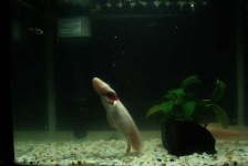image of axolotl
