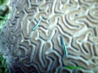 image of brain_coral #26