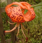 image of flower