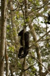 image of howler_monkey