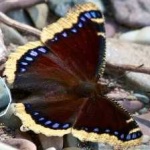 image of butterfly #20