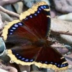 image of animal