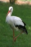 image of stork