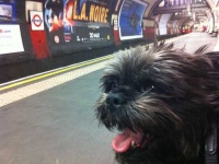 image of affenpinscher