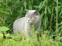 image of british_shorthair #1