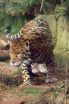 image of jaguar_car