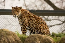 image of jaguar_car