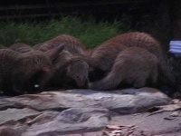image of mongoose
