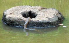 image of water_snake