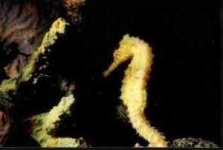 image of sea_horse