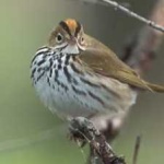 image of bird