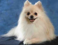 image of pomeranian