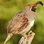 image of bird
