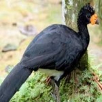 image of bird
