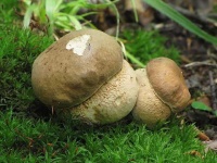 image of mushrooms
