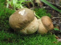 image of boletus #16