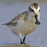 image of bird