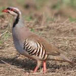 image of bird