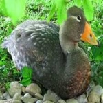 image of bird