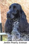 image of sussex_spaniel