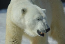 image of animal