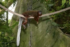 image of titi