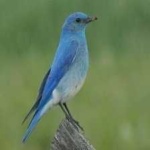 image of bird